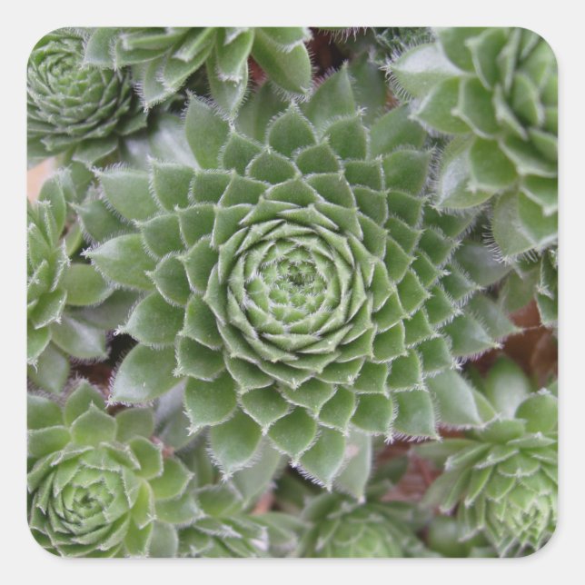 Beautiful Flower Sticker Set (Front)