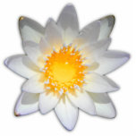 Beautiful flower white water lily standing photo sculpture<br><div class="desc">Original - by YANKAdesigns!</div>