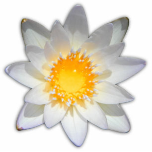 Beautiful flower white water lily standing photo sculpture