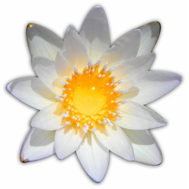 Beautiful flower white water lily standing photo sculpture (Front)