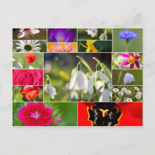 Beautiful flowers for spring and summer feelings! postcard