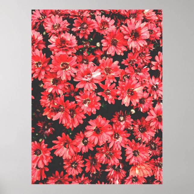 beautiful flowers of red colour, flower pattern, b poster (Front)
