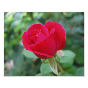 Beautiful Flowers Photo Print