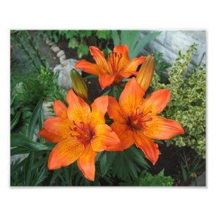 Beautiful Flowers Photo Print