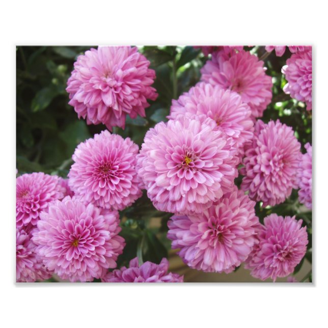 Beautiful Flowers Photo Print (Front)