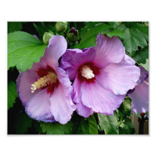 Beautiful Flowers Photo Print