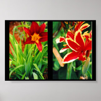 Beautiful Flowers Poster