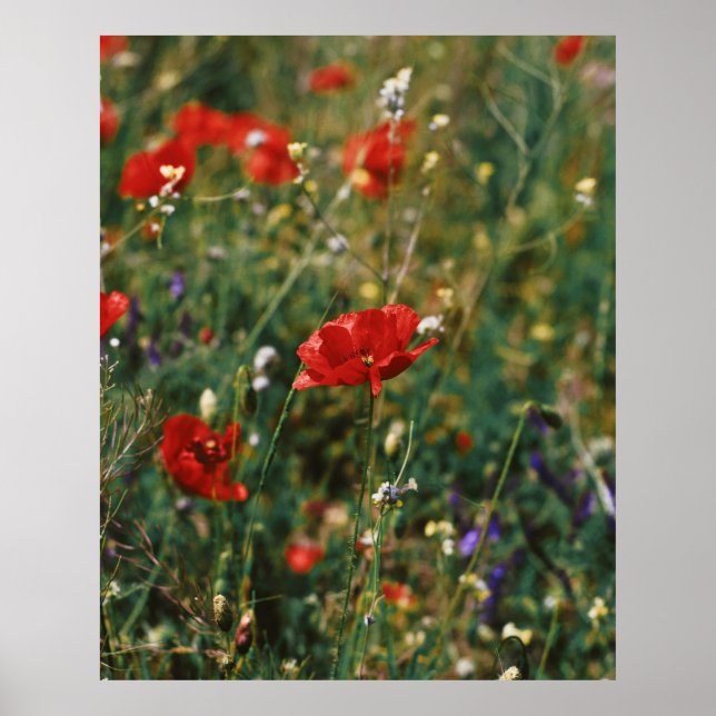 BEAUTIFUL FLOWERS POSTER (Front)