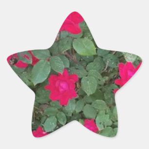 Beautiful Flowers Star Sticker