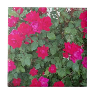 Beautiful Flowers Tile