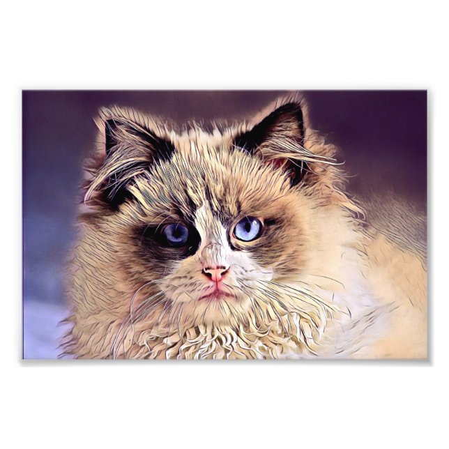 Beautiful fluffy cat photo print (Front)