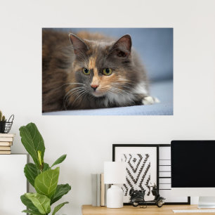 Beautiful Fluffy Pet Cat on Grey Blue Background   Poster
