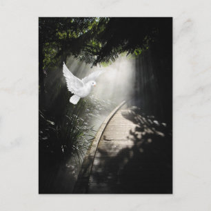 Beautiful flying dove postcard