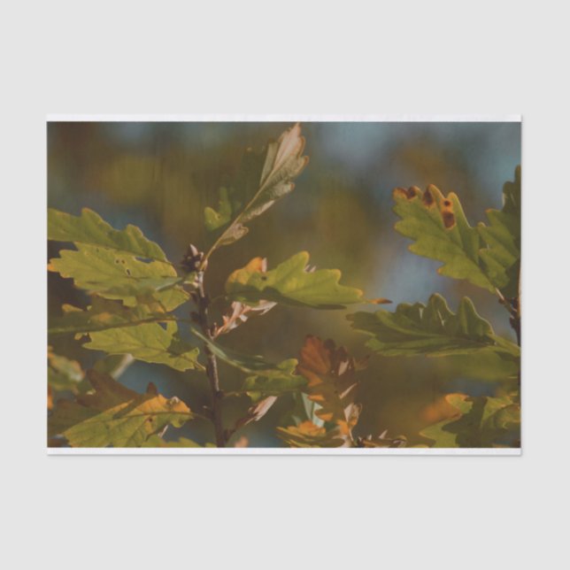 Beautiful foliage leaves Tissue Paper (Front)