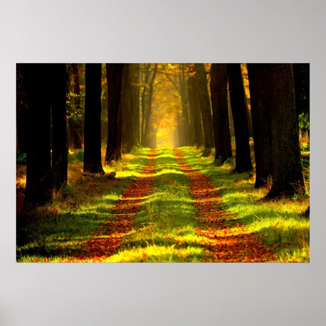 Beautiful Forest Path Road Poster (Front)