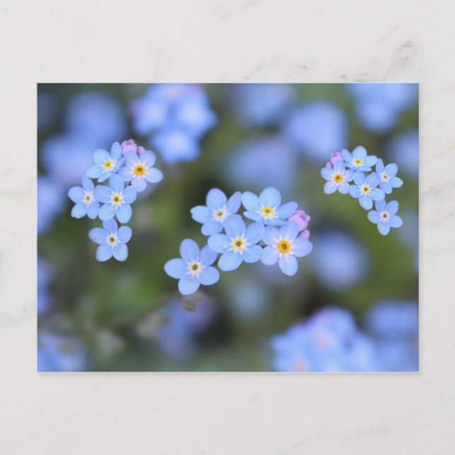 Beautiful Forget-me-not flowers Postcard (Front)