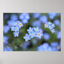 Beautiful Forget-me-not flowers 