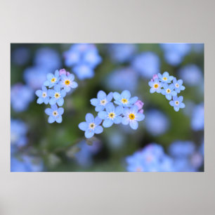 Beautiful Forget-me-not flowers Poster