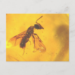 Beautiful fossil wasp in Dominican amber photo Postcard