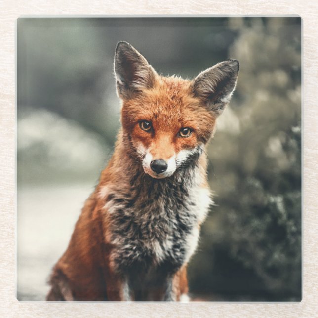 Beautiful Fox in the Wild Glass Coaster (Front)