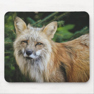 Beautiful Fox in the Wild Mouse Mat