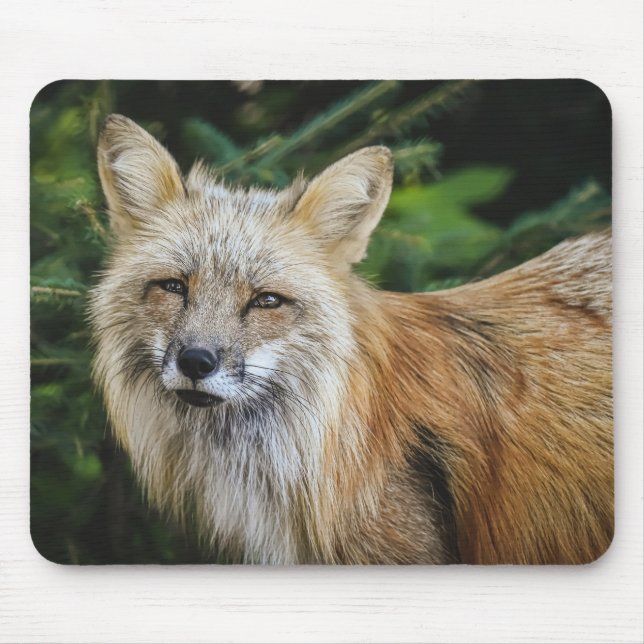Beautiful Fox in the Wild Mouse Mat (Front)