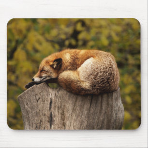 Beautiful Fox Sleeping on a Tree Stump Mouse Mat