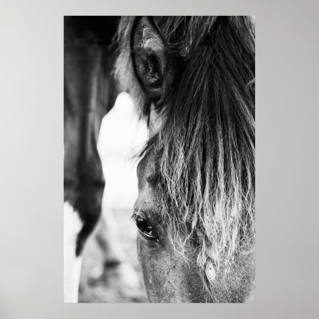 Beautiful friend Horse "poster" Poster (Front)