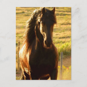 BEAUTIFUL FRIESIAN HORSE STALLION POSTCARD