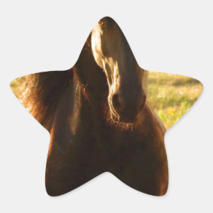 BEAUTIFUL FRIESIAN HORSE STALLION STAR STICKER
