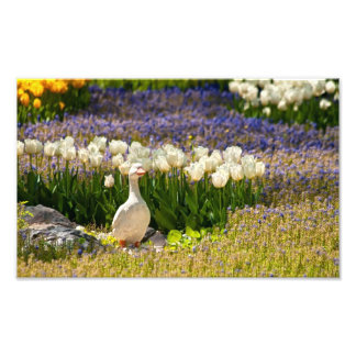 Beautiful Garden Photo Print