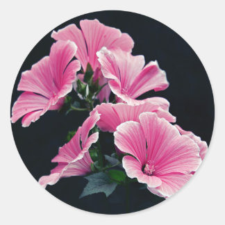 Beautiful Garden Pink Mallow Roses Flowers Classic Round Sticker