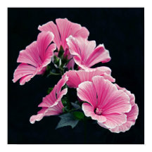 Beautiful Garden Pink Mallow Roses Flowers 