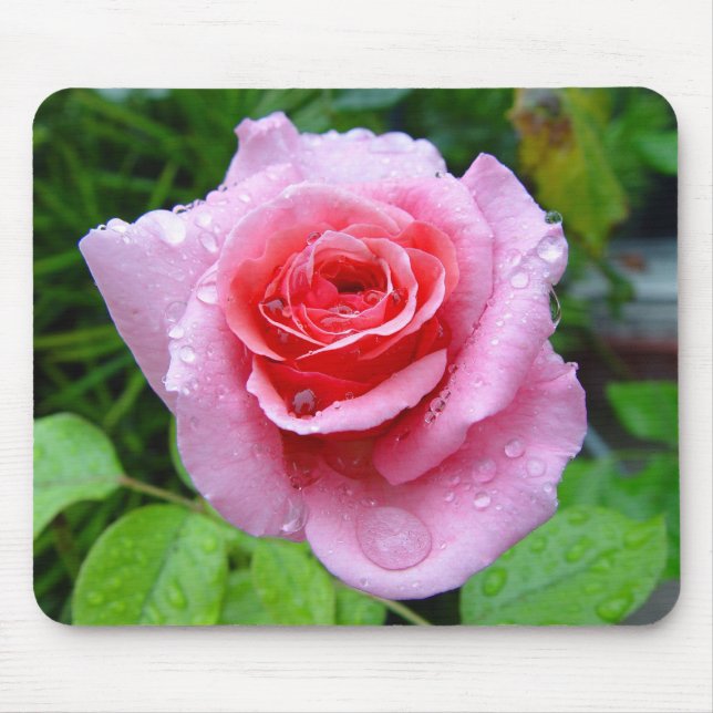 Beautiful Garden Single Wet Pink Rose Mousepad (Front)