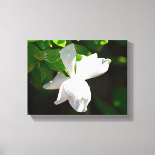 Beautiful Gardenia Flower Canvas Print