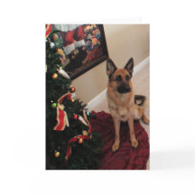 Beautiful German Shepherd Christmas