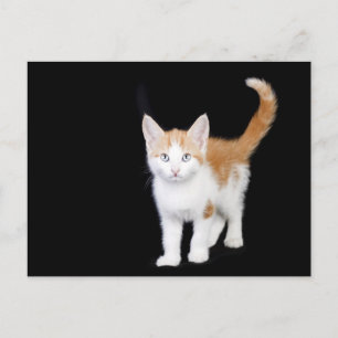 beautiful ginger and white kitten postcard
