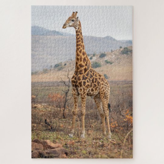 Beautiful Giraffe photo adult 1014 Pieces Jigsaw Puzzle Zazzle.co.uk