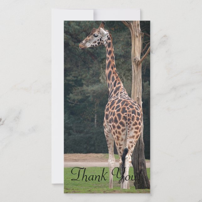 Beautiful Giraffe Thank You Card (Front)