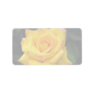 Beautiful Gold medal Grandiflora Rose, 'Aroyqueli' Label