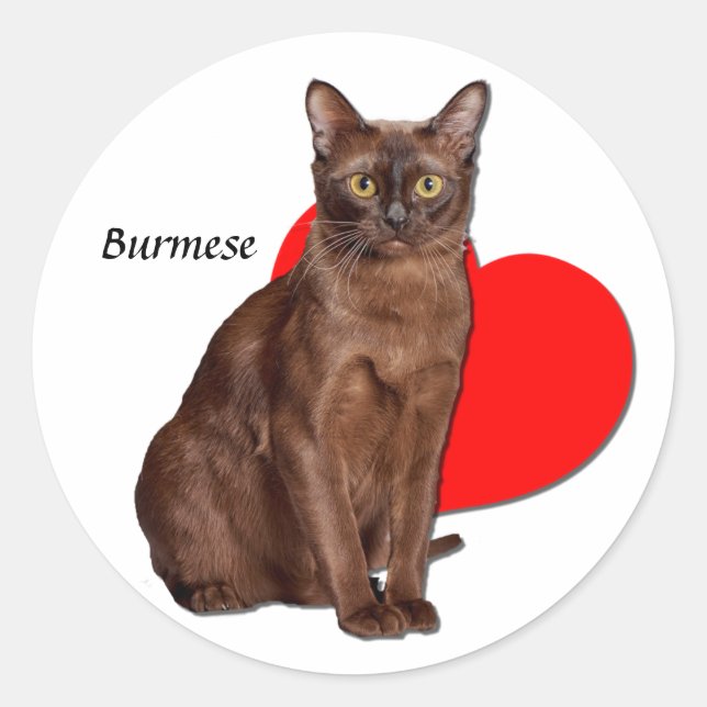 Beautiful Golden Burmese Cat Moggy Heart Love   Classic Round Sticker (Front)