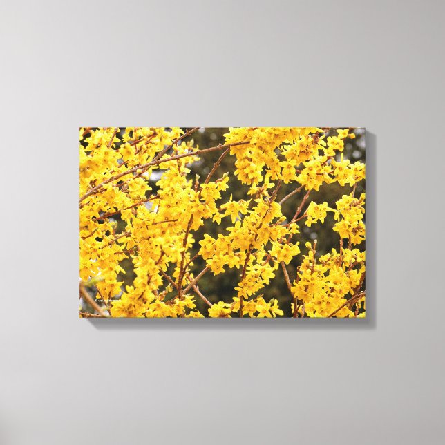 Beautiful Golden Forsythia Shrub Canvas Print (Front)