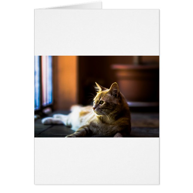 Beautiful Golden Kitty Cat (Front)