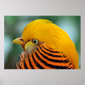 Beautiful golden pheasant bird poster