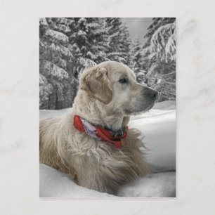Beautiful Golden Retriever in snow Postcard
