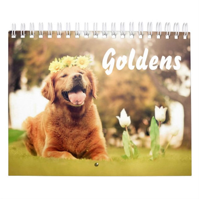 Beautiful Golden Retrievers Calendar (Cover)