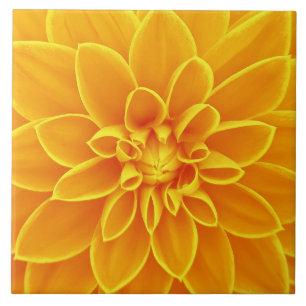 beautiful golden yellow dahlia flower colourful tile