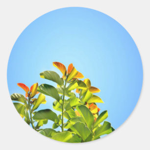 beautiful green and orange plant hugging a clear classic round sticker