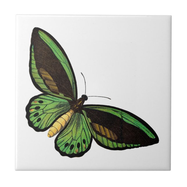 Beautiful Green Butterfly Tile (Front)