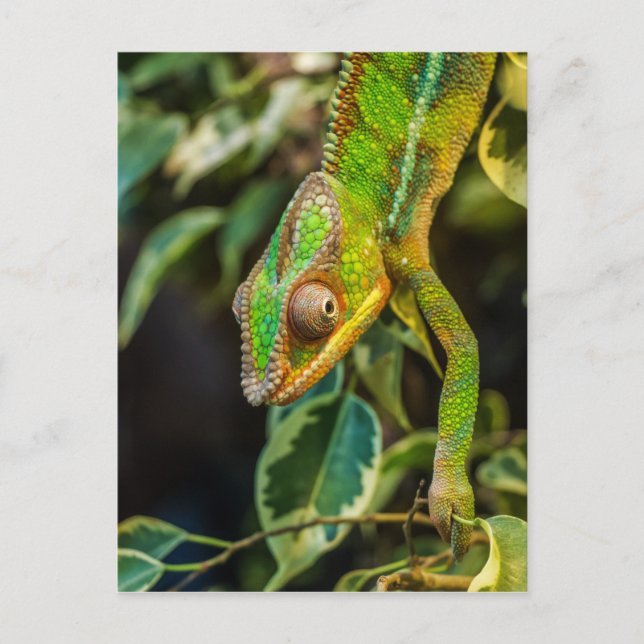 Beautiful green chameleon postcard (Front)
